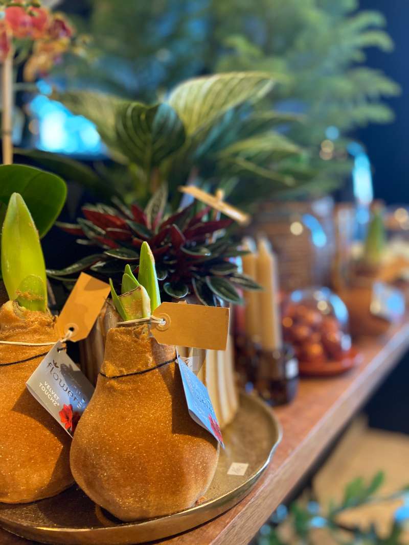 Bloembollen bij Callas