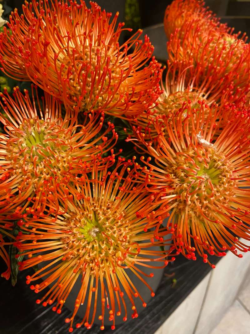 Bijzondere rode bloemen