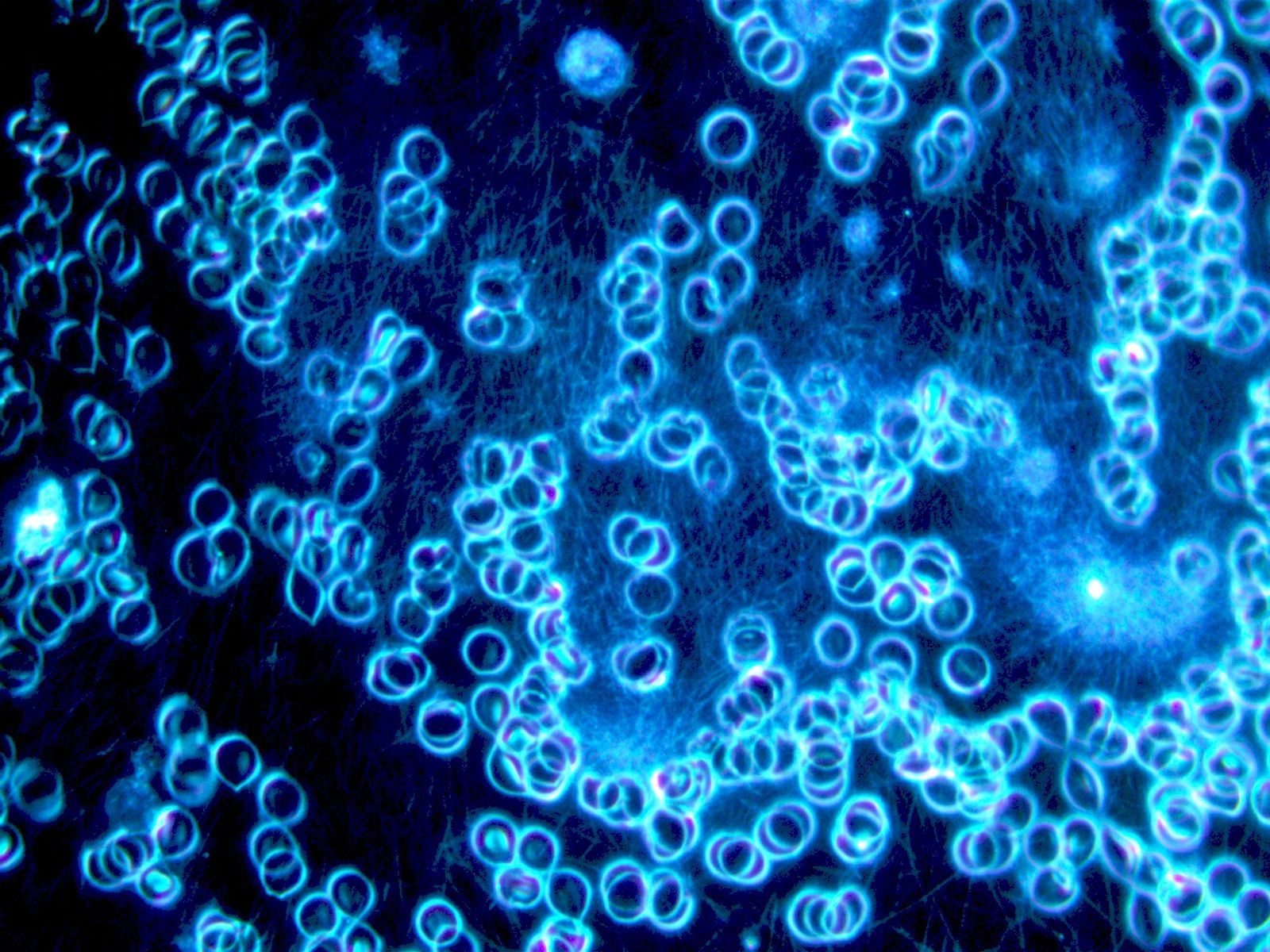 Eine Nahaufnahme einer Reihe blauer Kreise auf schwarzem Hintergrund.