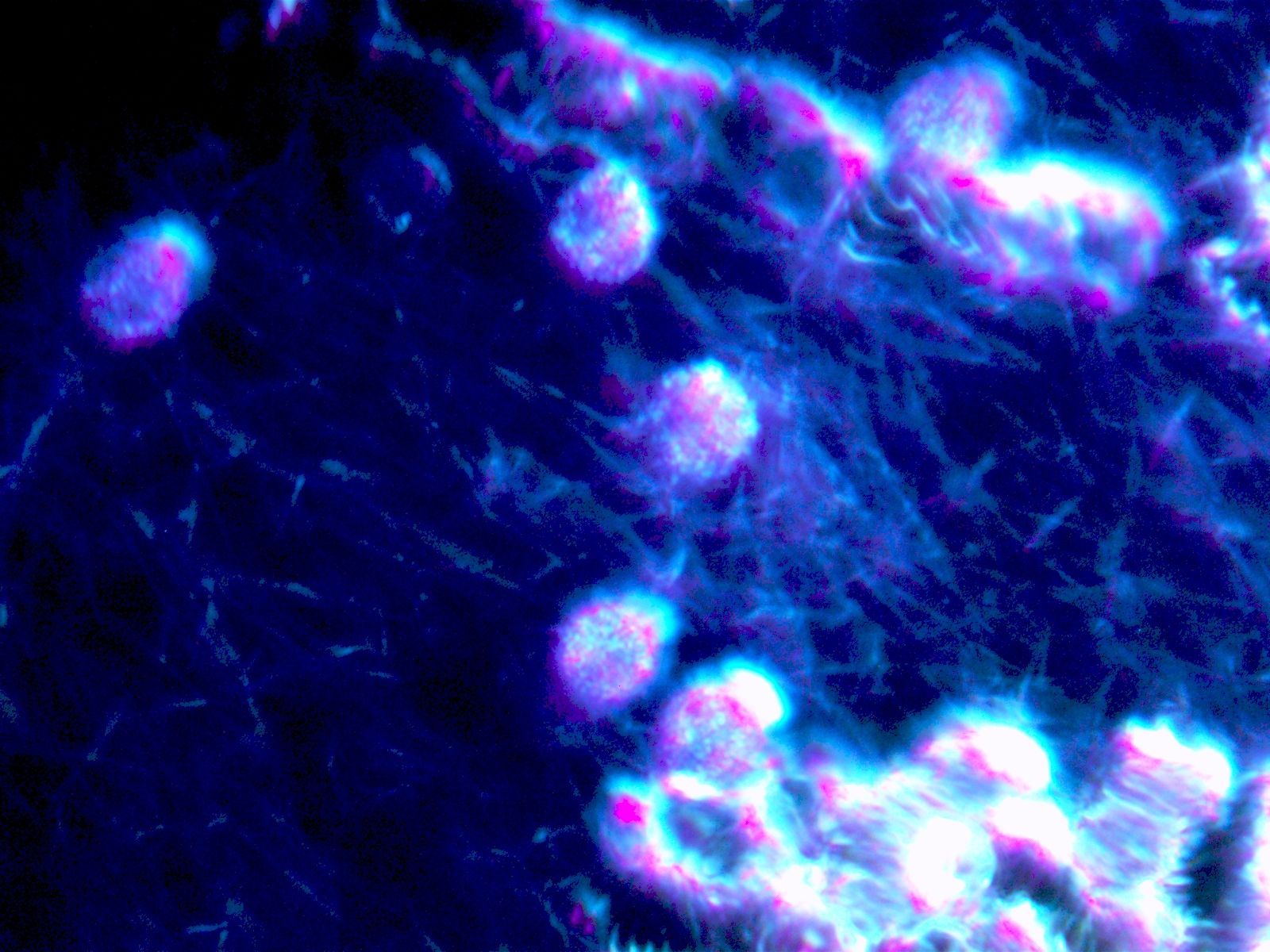 Eine Nahaufnahme einer Zelle unter einem Mikroskop.