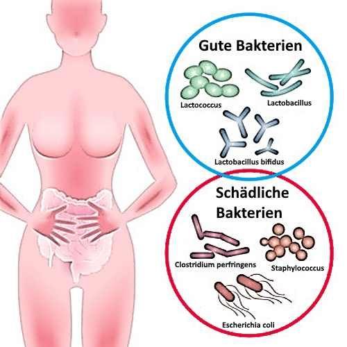 Ein Diagramm des Magens einer Frau, das die verschiedenen Bakterienarten zeigt.