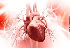 Ein computergeneriertes Bild eines menschlichen Herzens.