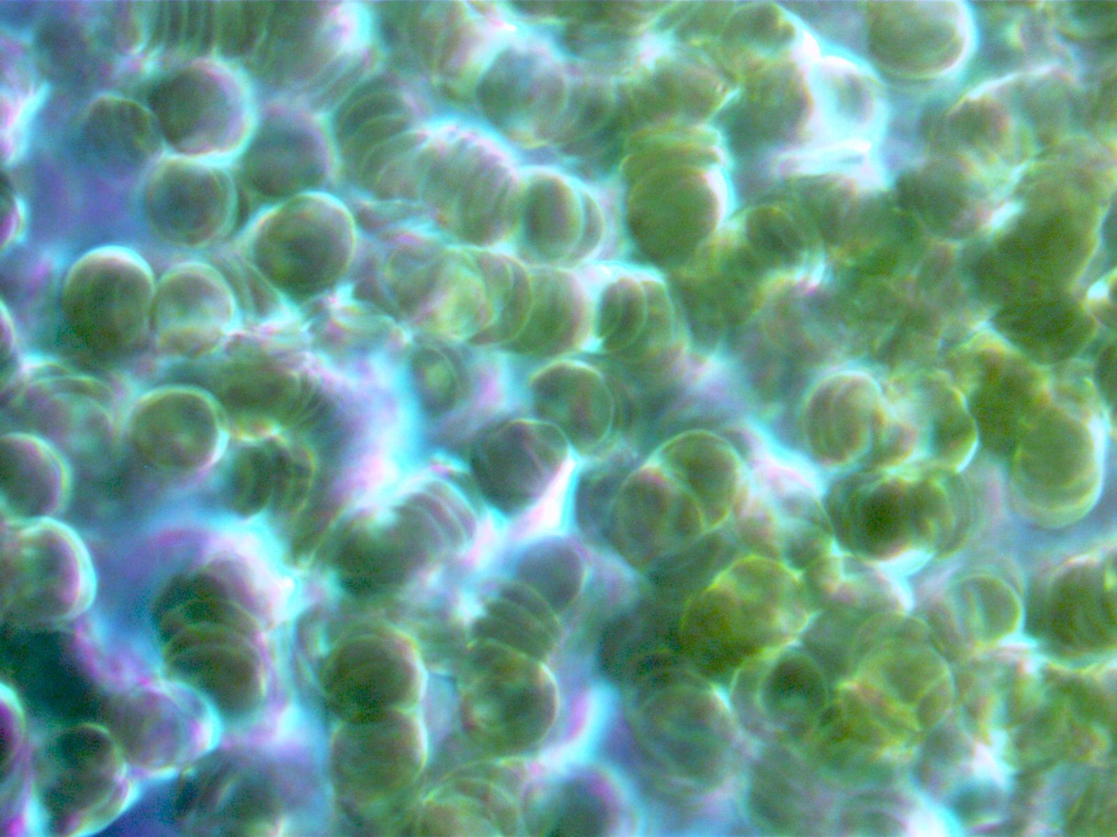 Eine Nahaufnahme eines Korallenriffs unter einem Mikroskop.