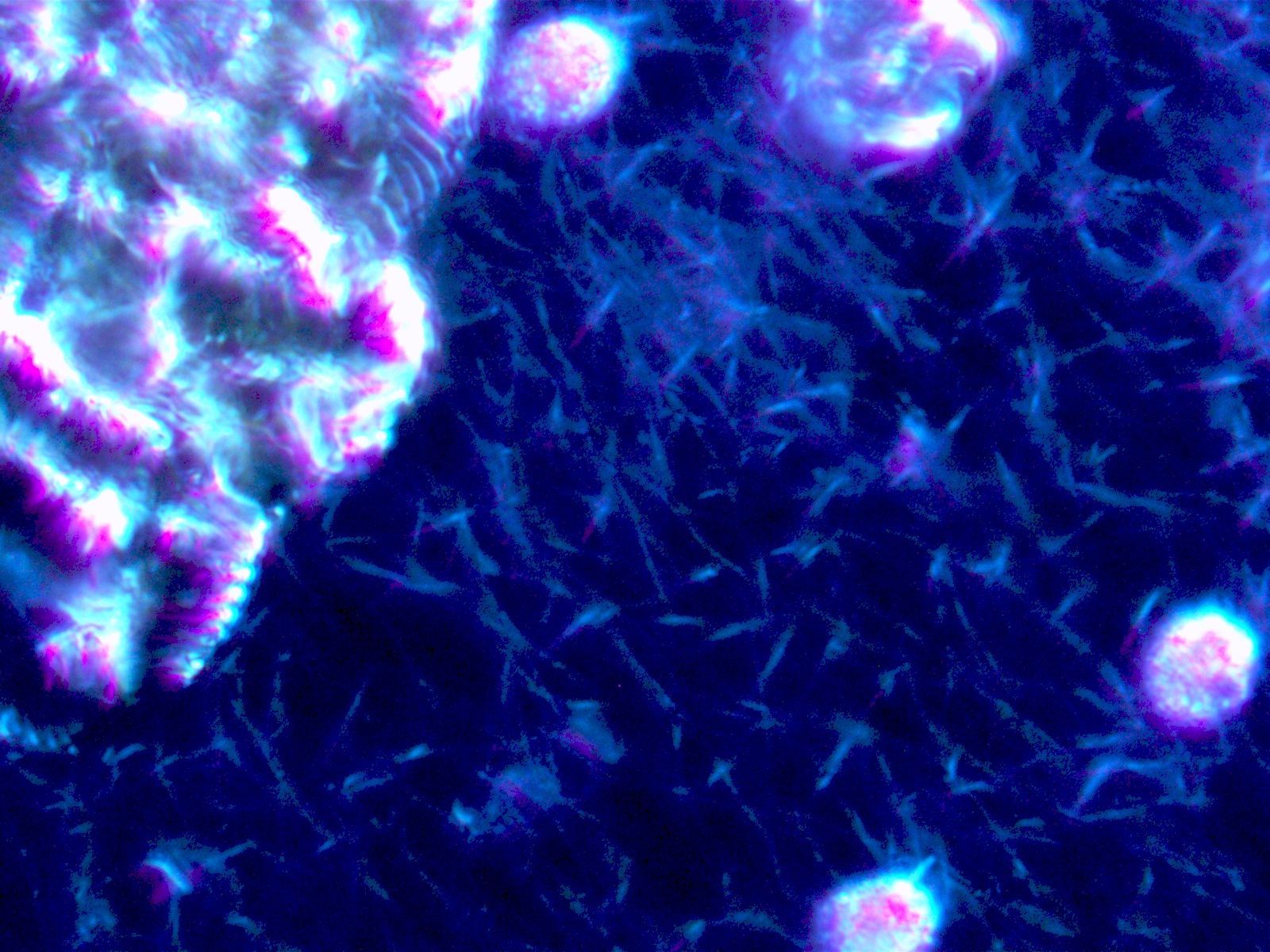 Eine Nahaufnahme einer Zelle unter einem Mikroskop.