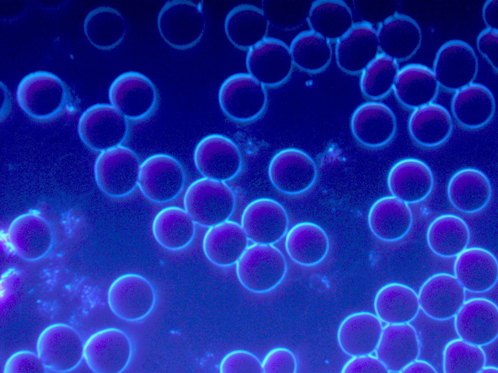 Eine Nahaufnahme einer Reihe violetter Kreise auf blauem Hintergrund.