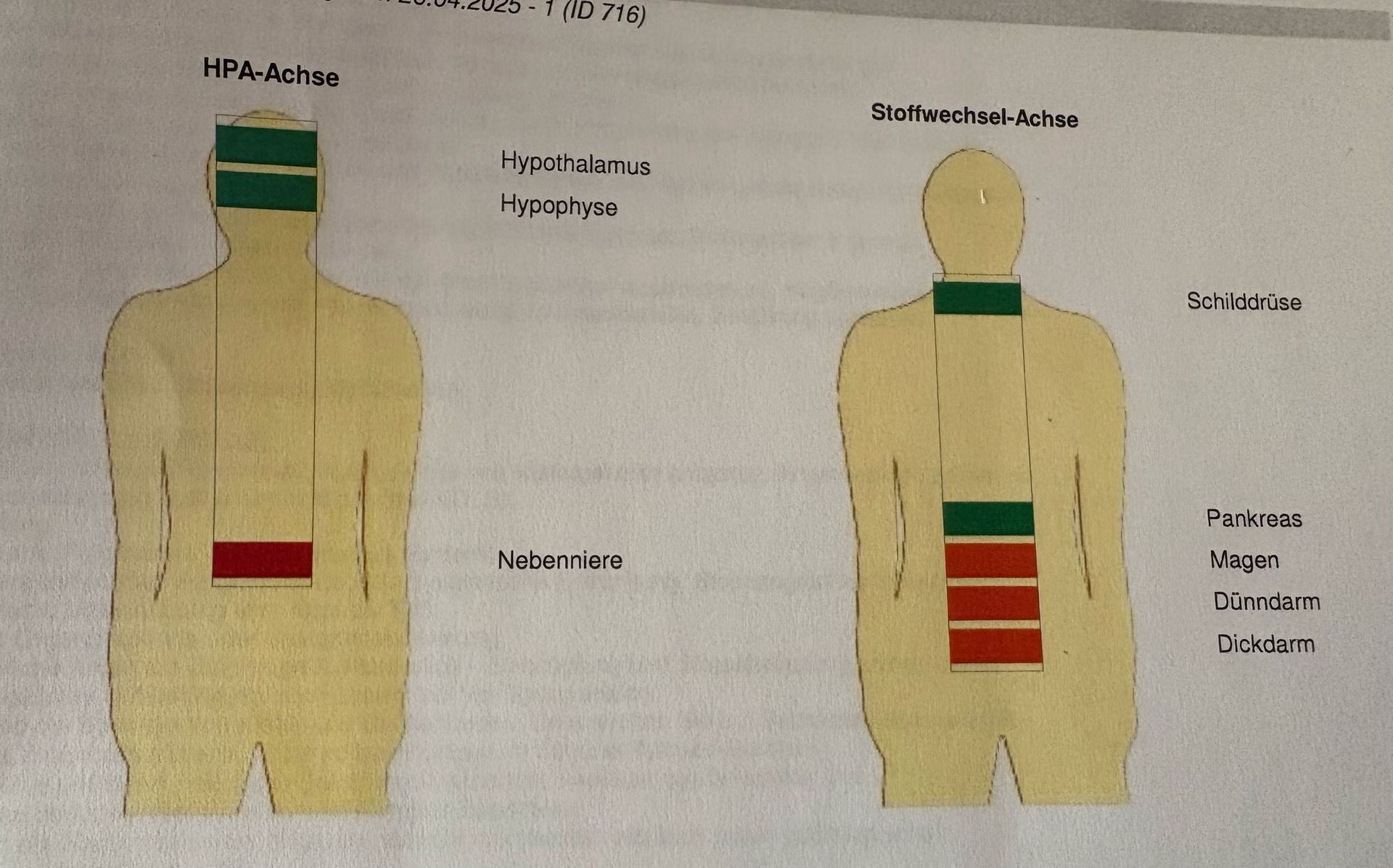Eine Zeichnung eines Mannes mit einem grünen Streifen auf dem Kopf