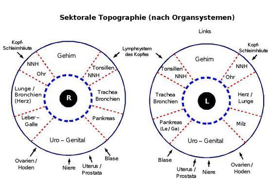 Ein Diagramm des Auges einer Person und ihrer Organe