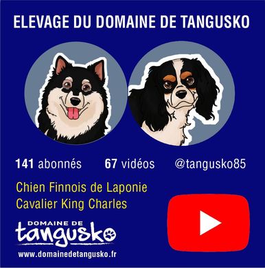 Cavalier King-Charles POMME avec sa médaille Agility