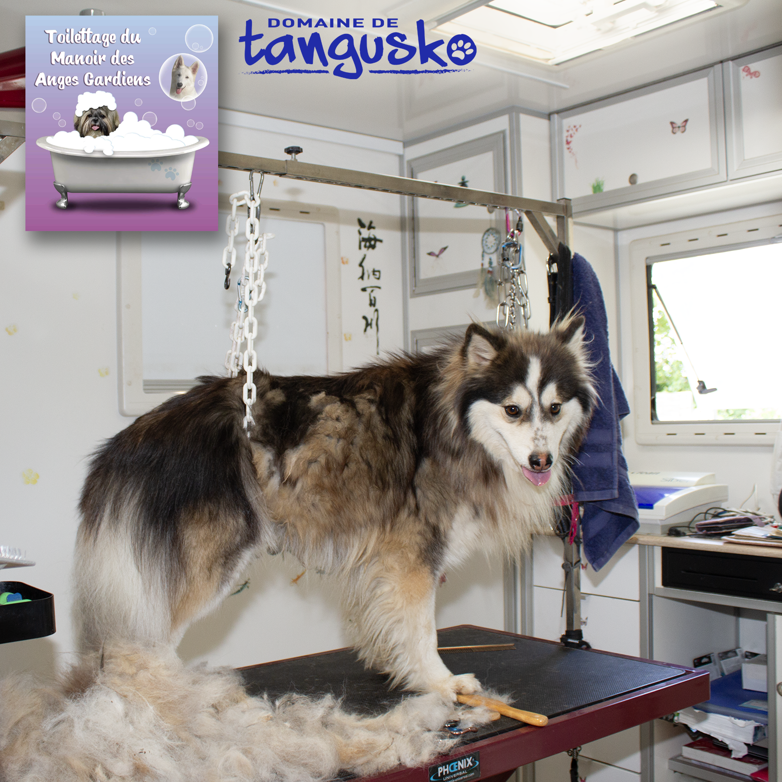 TOONA chien finnois de Laponie couché avec son gilet de chien d'assistance