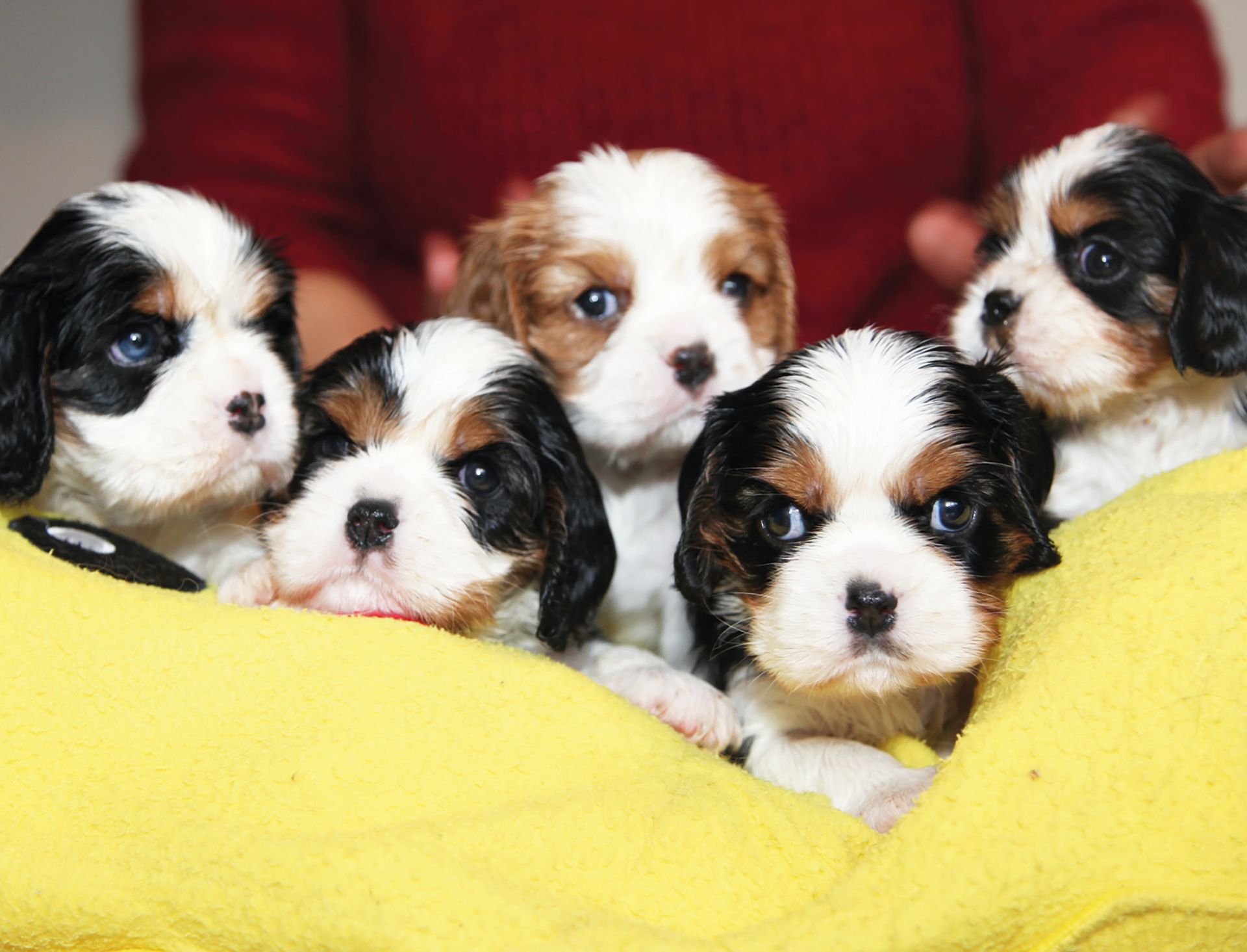 5 chiots cavalier king-charles