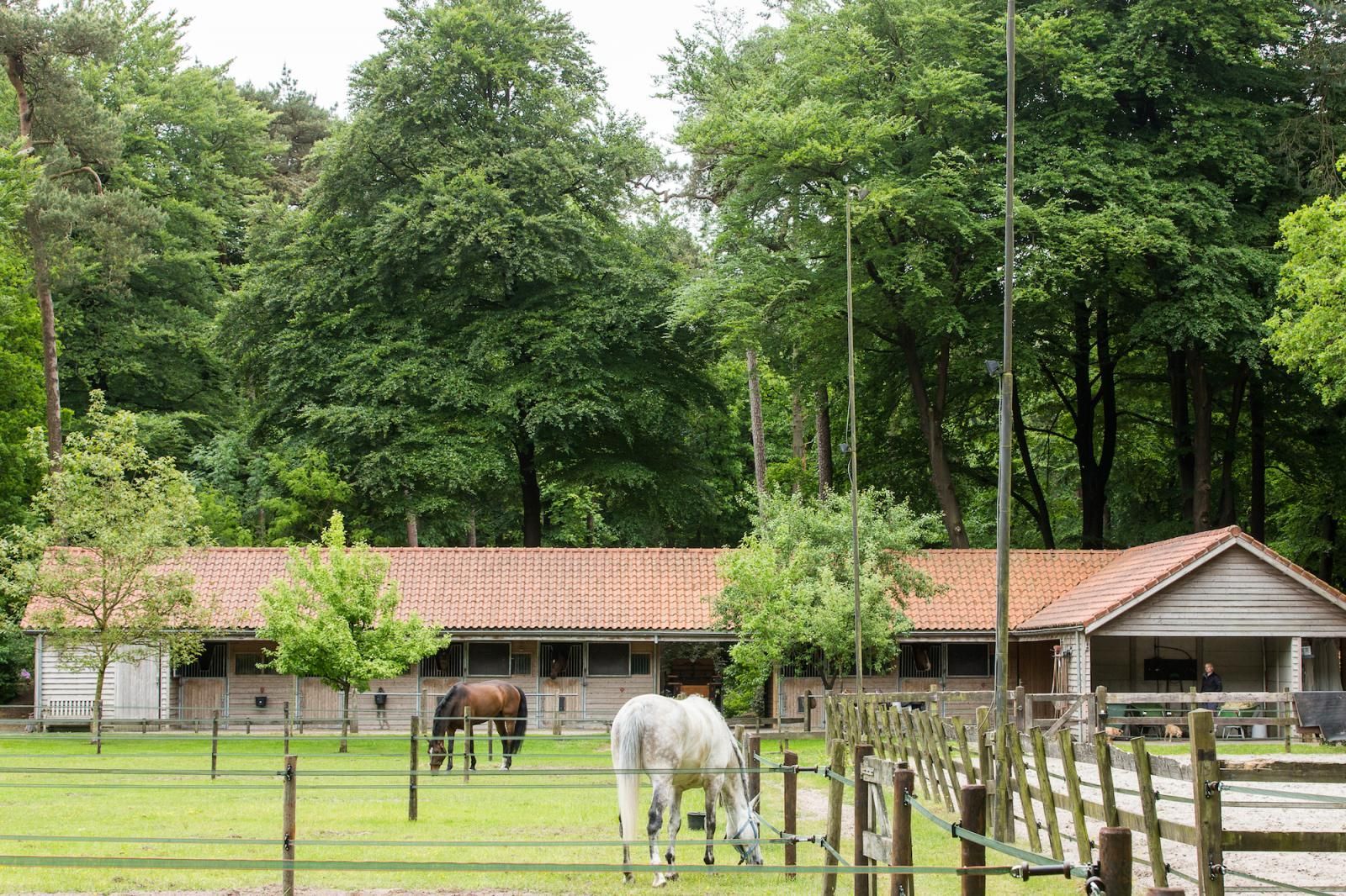 Een bruin paard en een wit paard grazen in een omheind groen veld voor een rustieke stal met pannendak, vlakbij een bos.