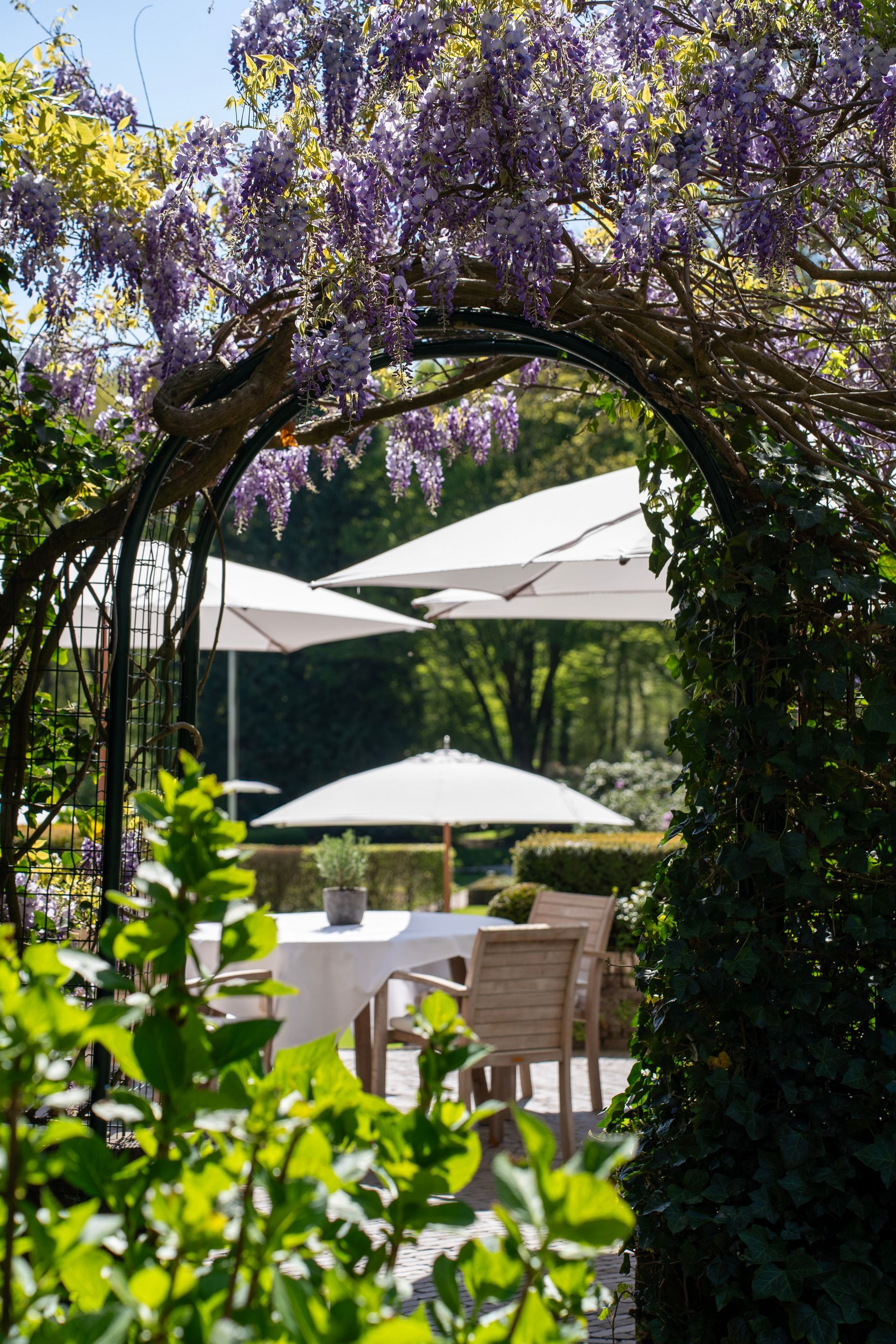 Paarse blauweregenbloemen hangen over een boog die een zonnig terras omlijst, met tafels, stoelen en witte parasols.