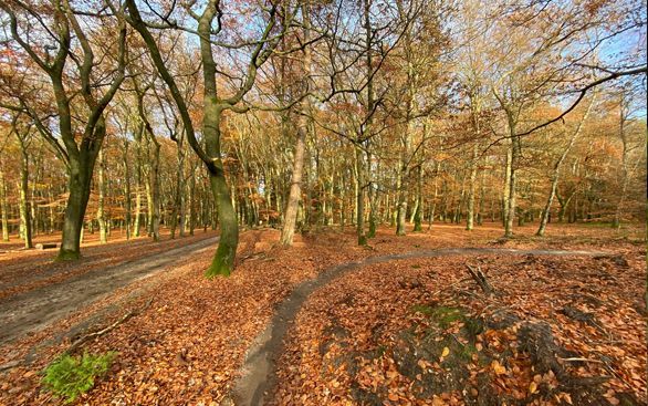 Een kronkelend zandpad leidt door een herfstbos vol goudbruine gevallen bladeren en hoge bomen.