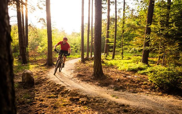 Een persoon in een rood shirt fietst op een mountainbike over een zonovergoten zandpad door een bos.
