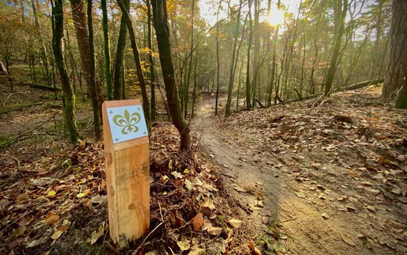 Een houten paaltje met een lelie erop staat naast een zandpad dat een zonovergoten bos in leidt.