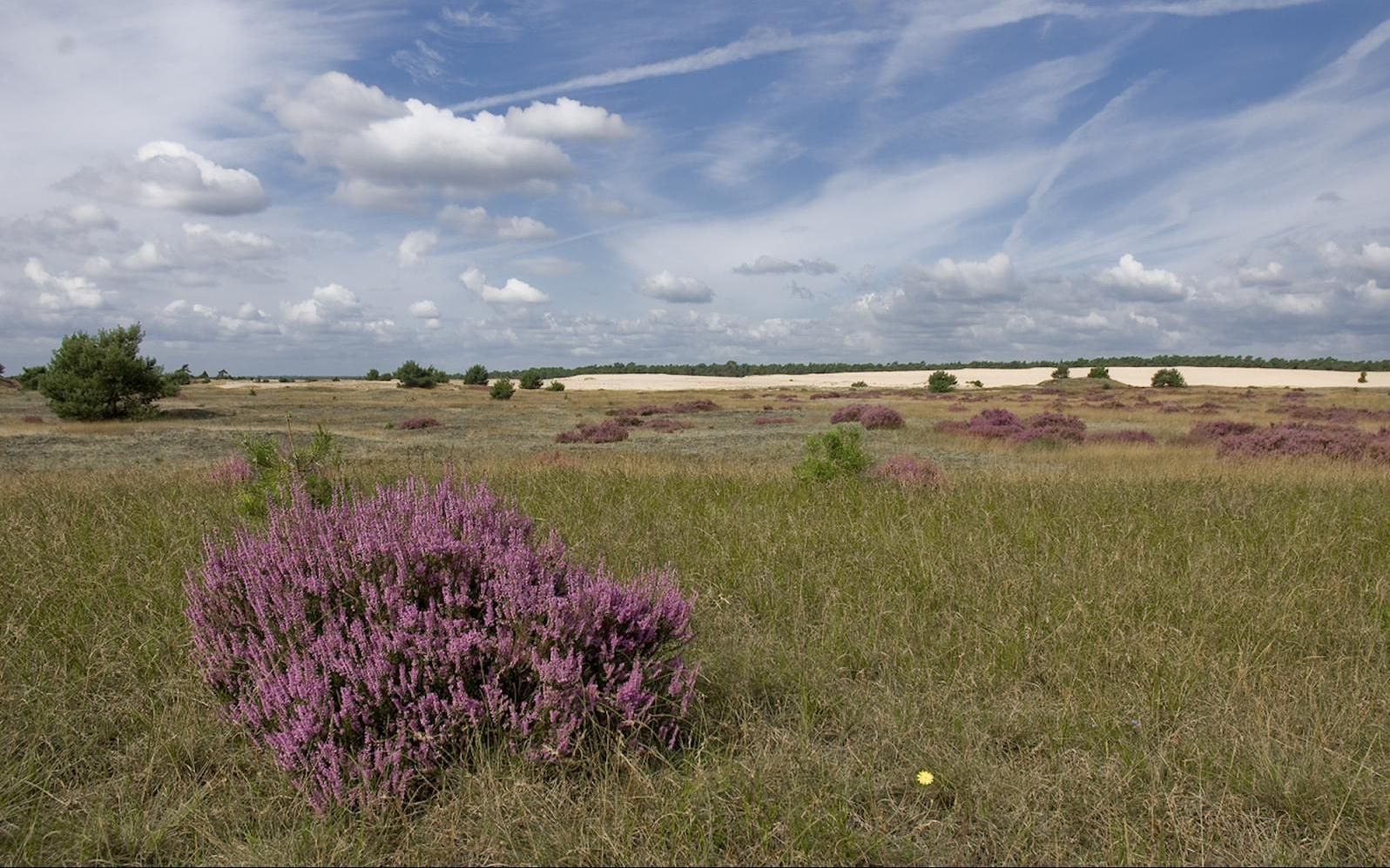 Een levendig stukje paarse heide in een droog, grasrijk landschap onder een blauwe, bewolkte hemel.