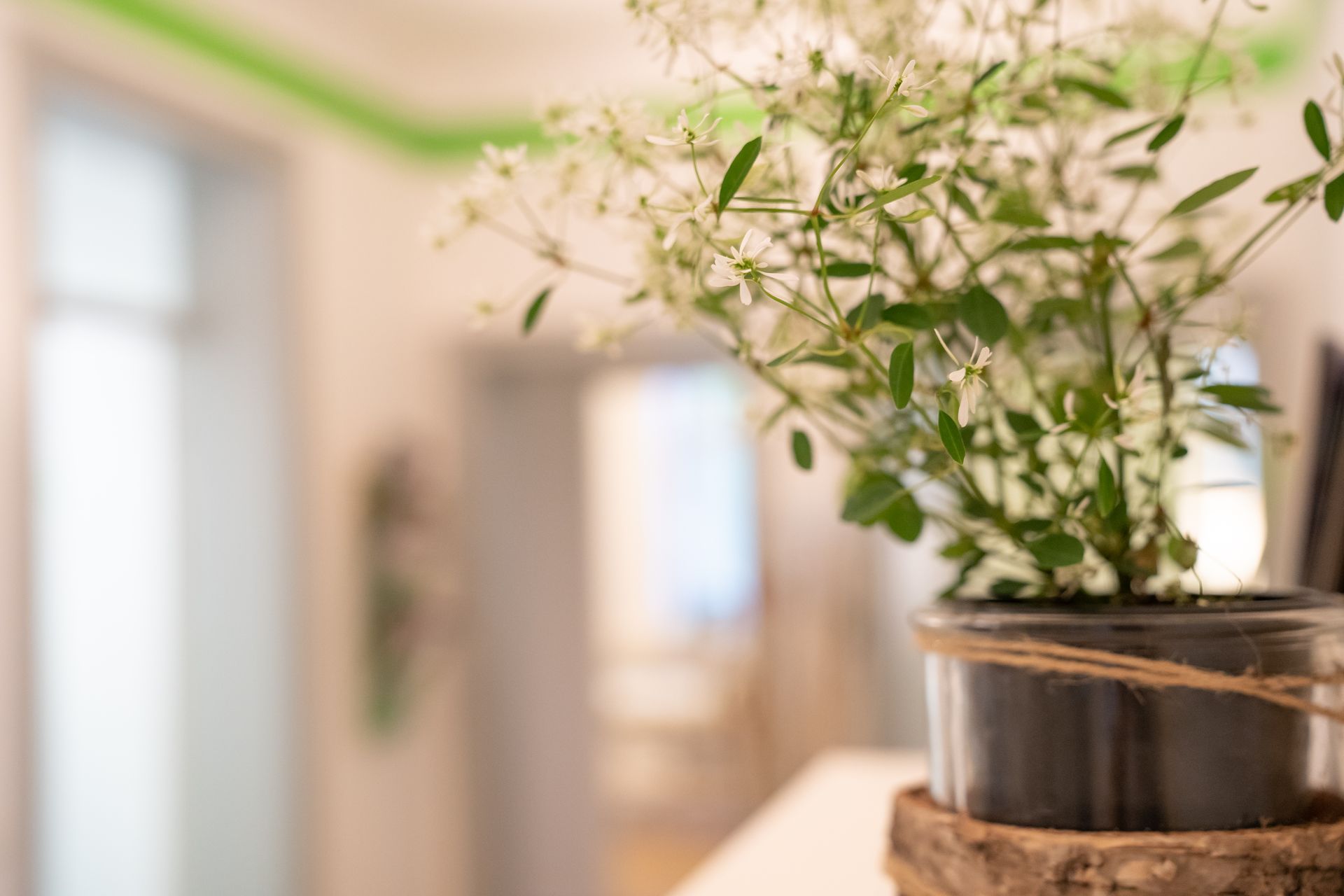 Pflanze bei der Physiotherapeutischen Praxis Katja Teich