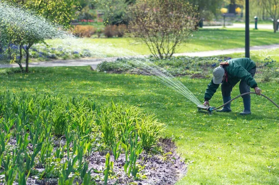 Un hombre está regando el césped con una manguera en un parque.