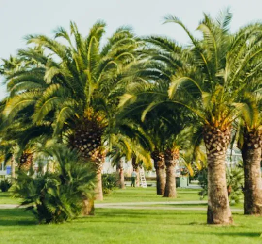 Una hilera de palmeras en un parque en un día soleado