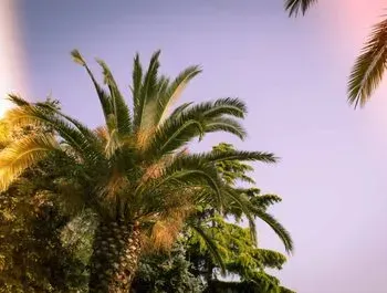 Una palmera con un cielo azul al fondo