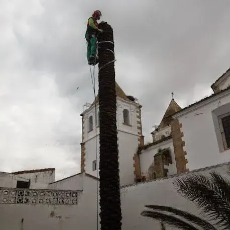 Un hombre está trepando a un árbol alto frente a una iglesia.