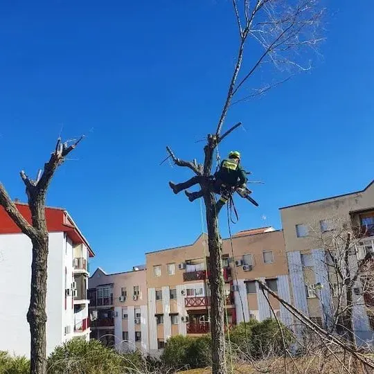 Un hombre está sentado en lo alto de un árbol frente a un edificio.