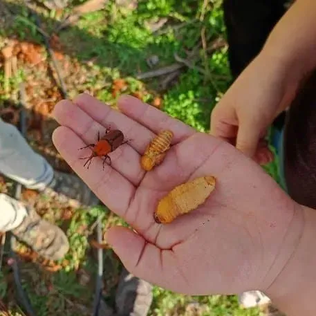 Una persona sostiene un insecto y una larva en su mano.