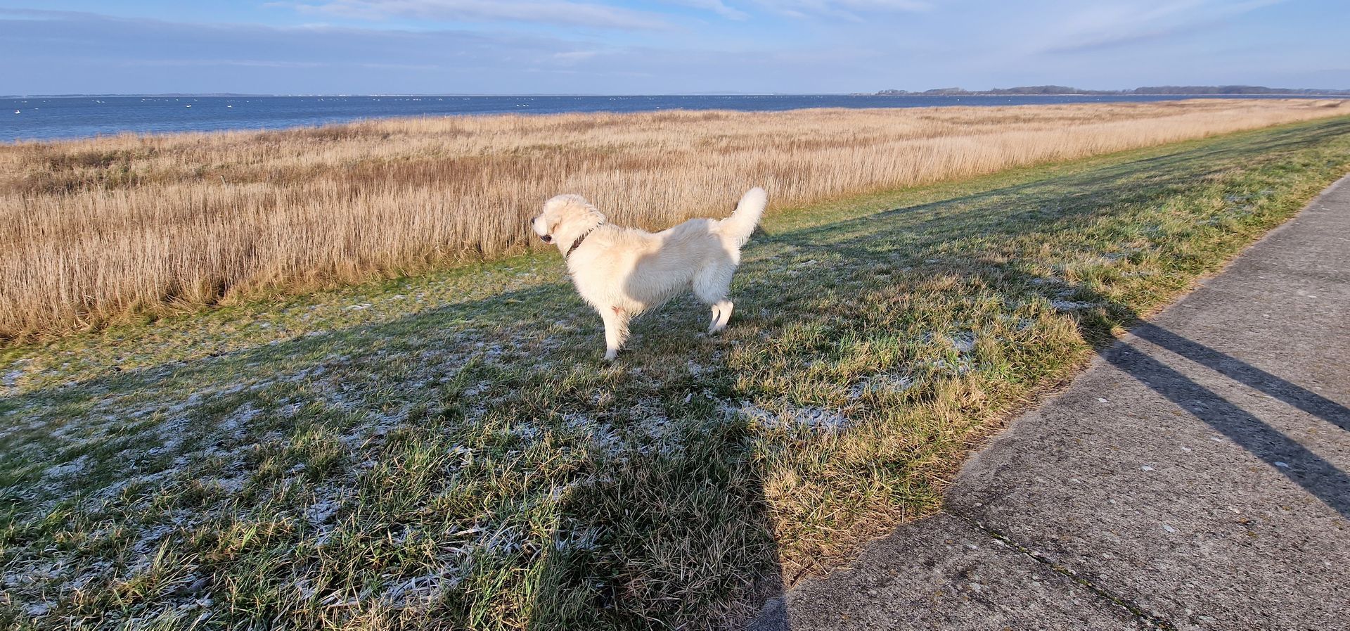 Golden Retriever auf einer Wiese mit Blick auf das Wasser auf Ummanz