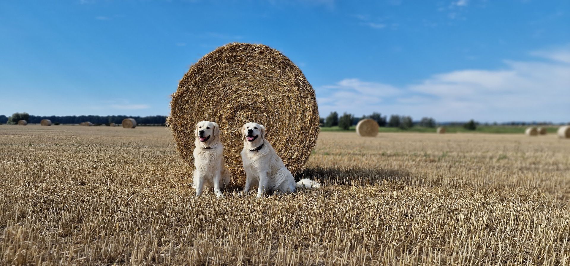 Zwei Hunde auf einem Feld vor einem Strohballen auf Rügen