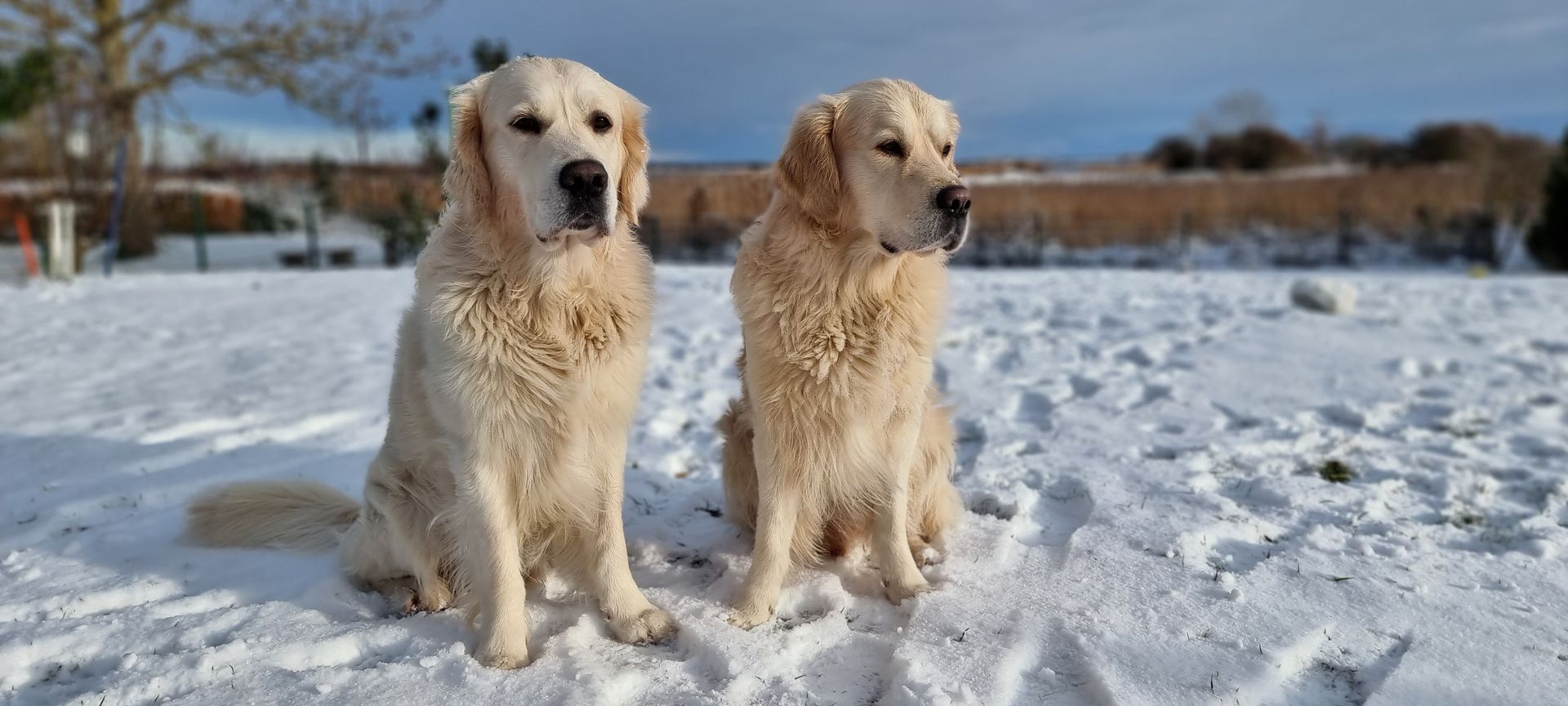 Zwei Hunde im Schnee bei einem Winterurlaub auf Rügen