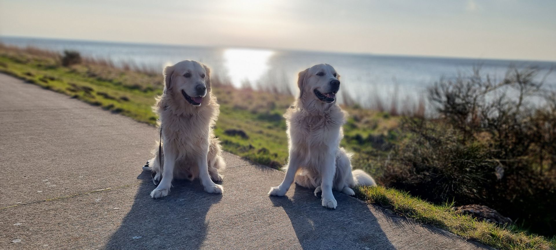 Zwei Hunde am Wasser auf der Insel Ummanz