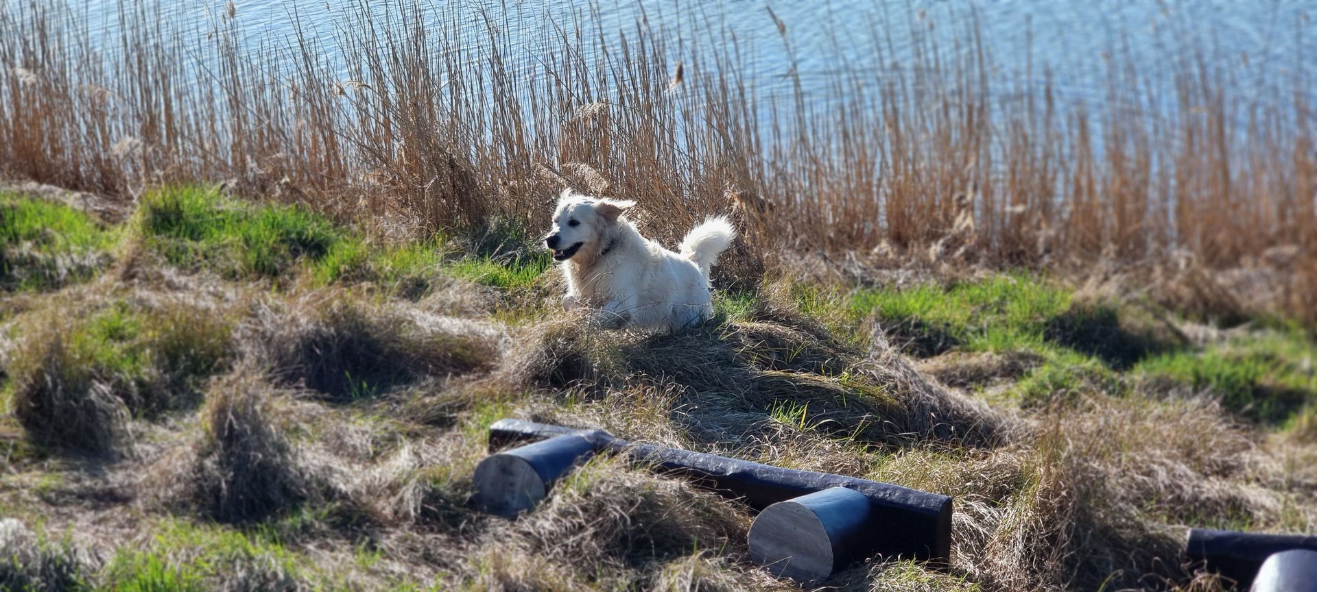 Golden Retriever am Schilfufer auf Ummanz