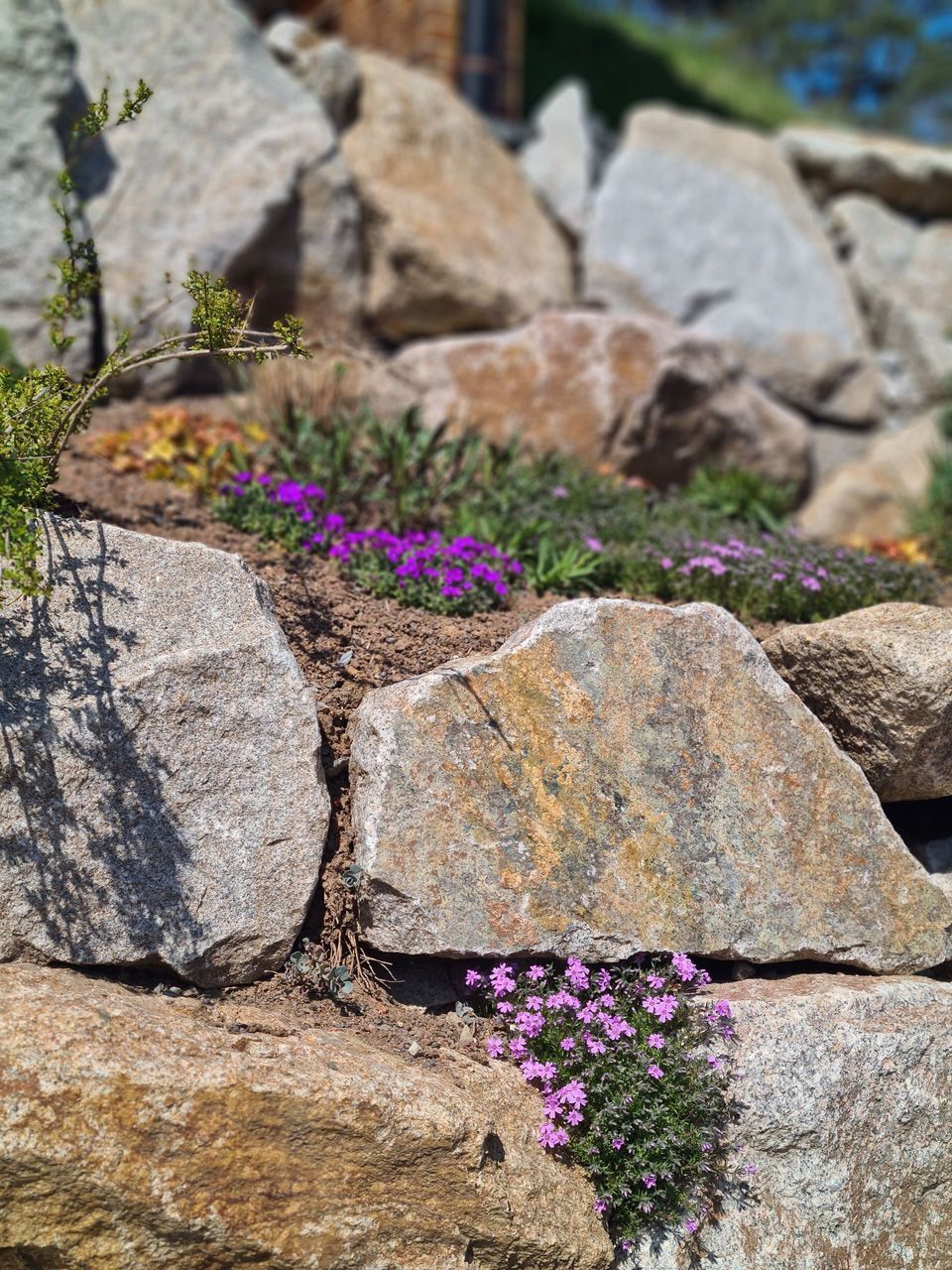 Ein Steingarten mit violetten Blumen, die aus den Felsen wachsen.
