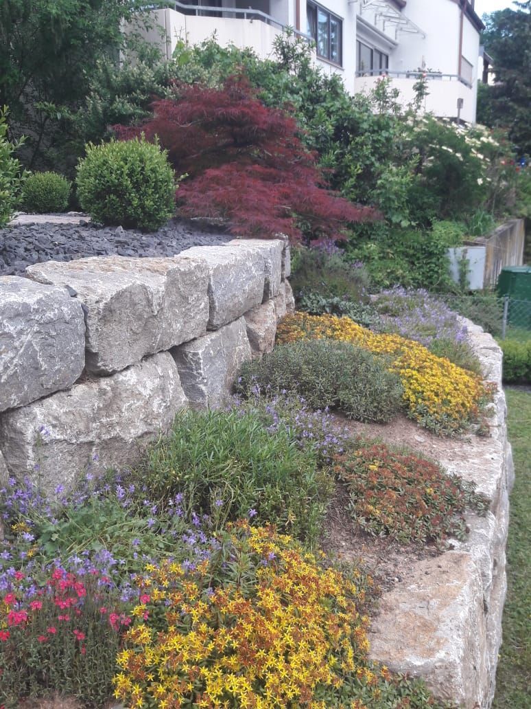Steinstützmauer mit farbenfroher Bodendecker- und Laubbedeckung, darunter ein roter japanischer Ahorn.