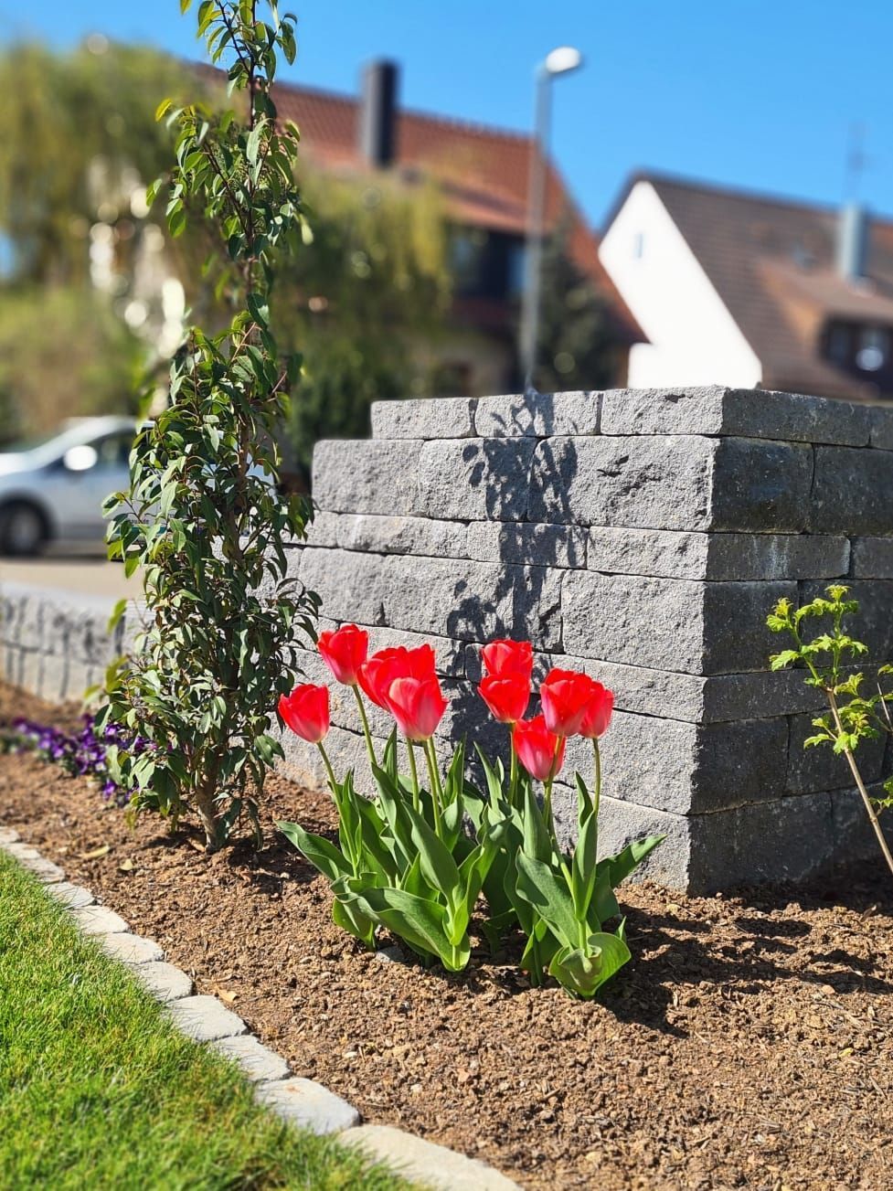 Rote Tulpen blühen vor einer grauen Steinmauer und einem kleinen Baum an einem sonnigen Tag.