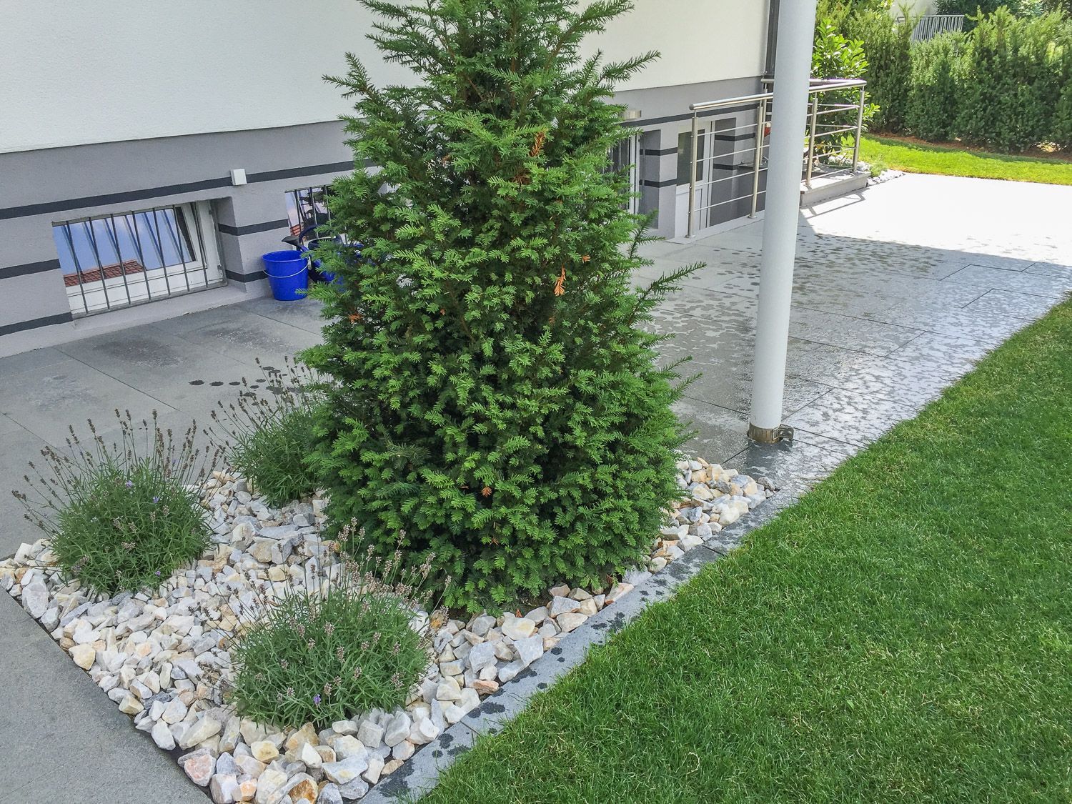 In einem Garten neben einem Haus wächst ein kleiner Baum.