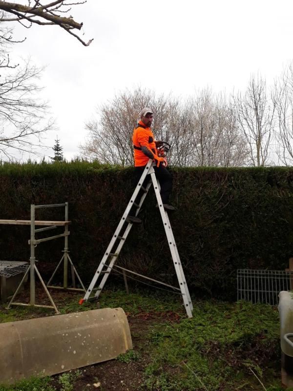Un homme en train de tailler une haie sur une échelle