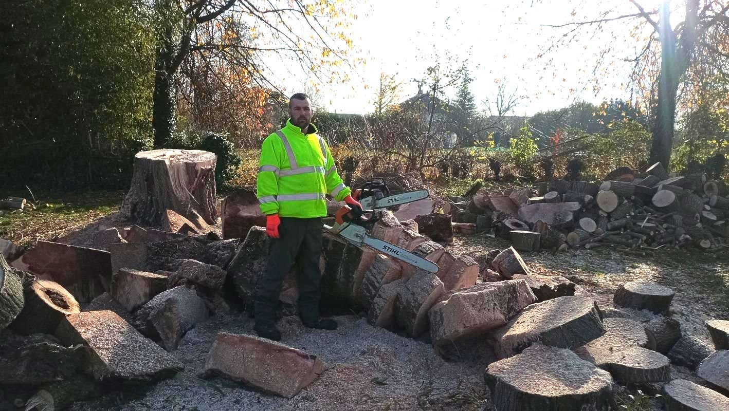 Abattage d'arbres par un homme avec une tronçonneuse