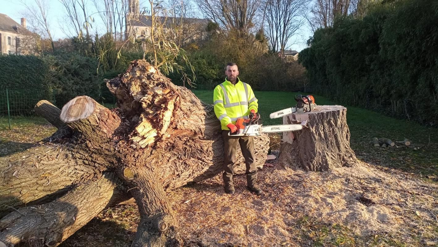 Homme avec une tronçonneuse devant un arbre abattu