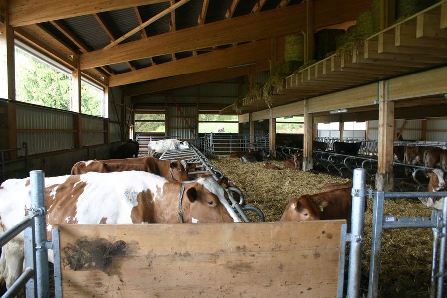 ferme vaches allaitantes - Delta Plan Carrel Sàrl