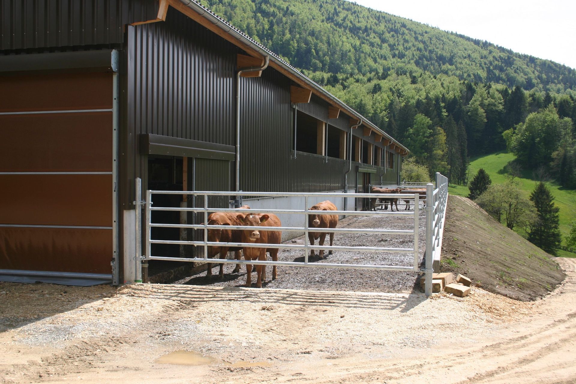 ferme vaches allaitantes - Delta Plan Carrel Sàrl