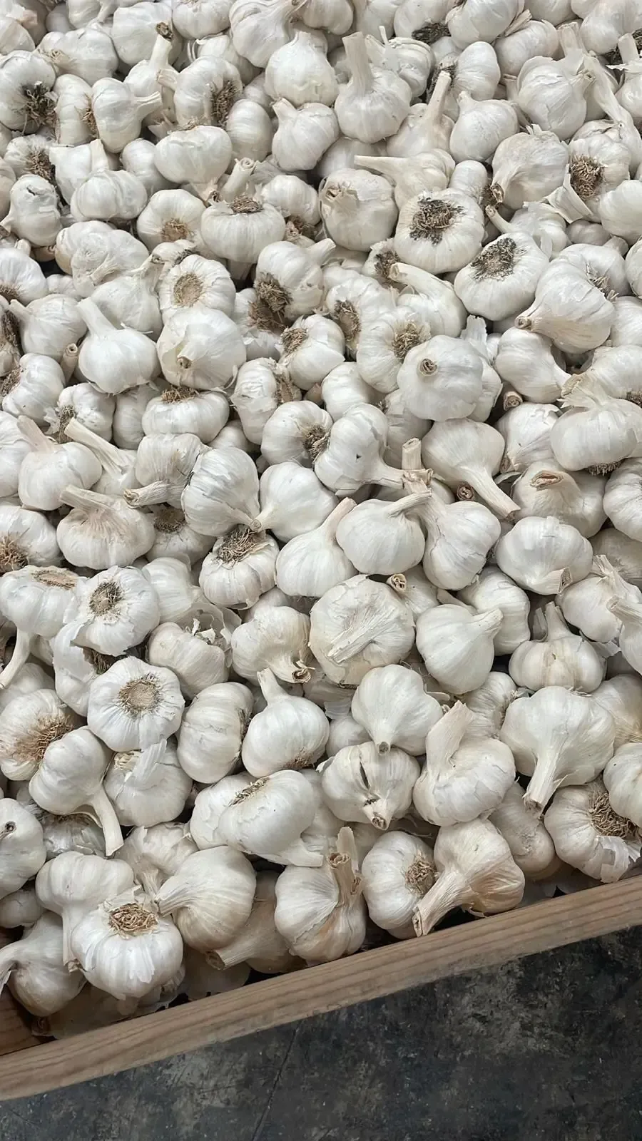 Montón de bulbos de ajo blanco.