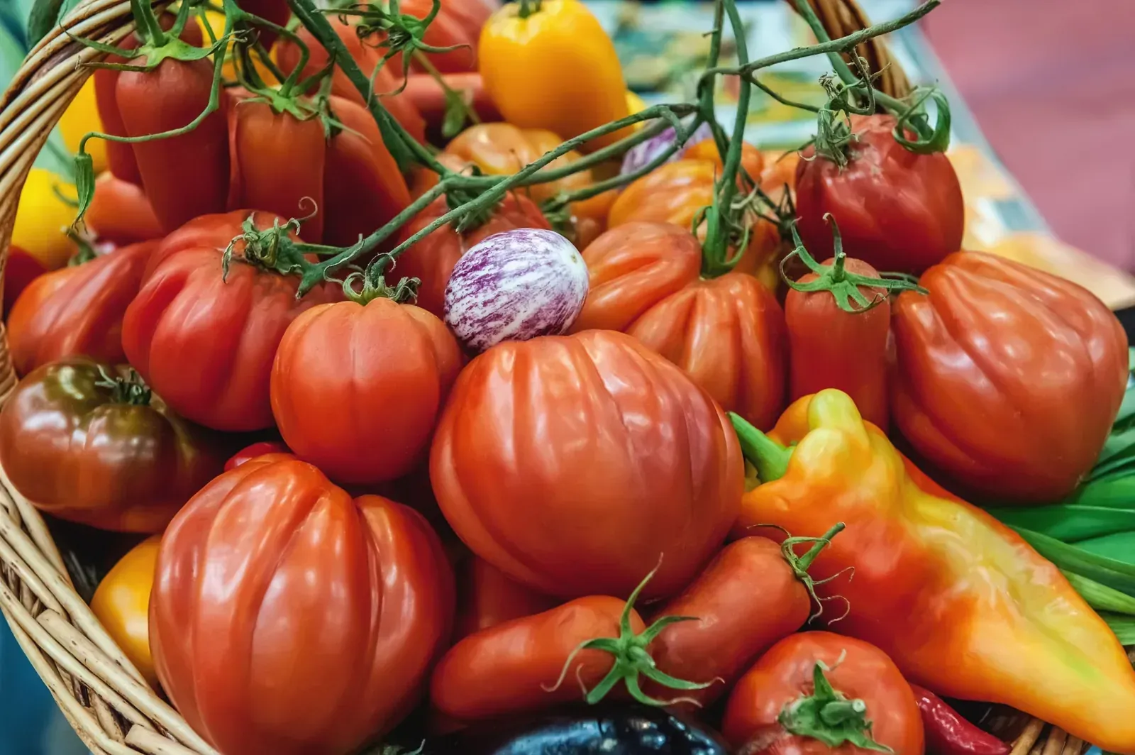Cesta repleta de diversos tomates y pimientos rojos, naranjas y amarillos.