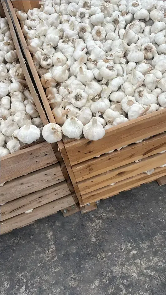 Cajas de madera repletas de bulbos de ajo blanco.
