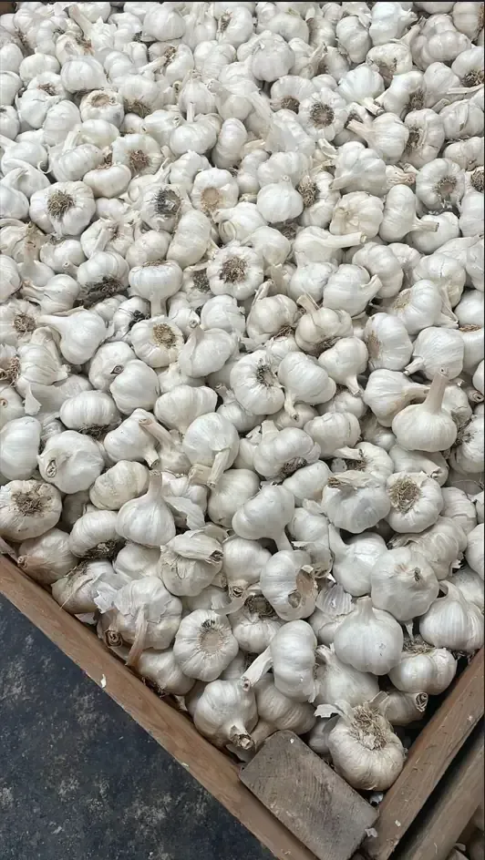 Pila de bulbos de ajo blanco en un recipiente de madera.