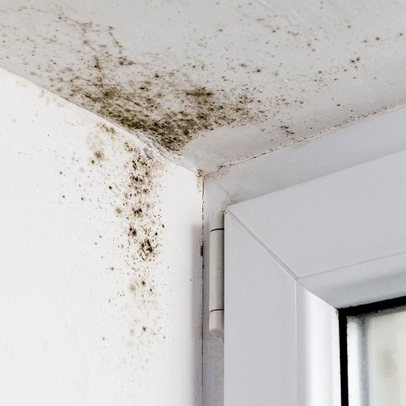 Fenster mit Schimmelpilzbefall