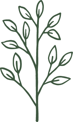 Contour vert d'une tige de plante avec des feuilles.