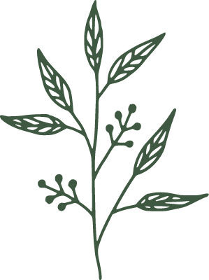 Illustration botanique verte d'une branche avec des feuilles et de petites baies.