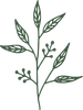 Illustration botanique verte d'une branche avec des feuilles et de petites baies.