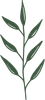 Feuille botanique verte aux contours vert foncé.